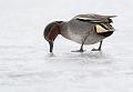 Krikkand - Eurasian teal (Anas crecca) male